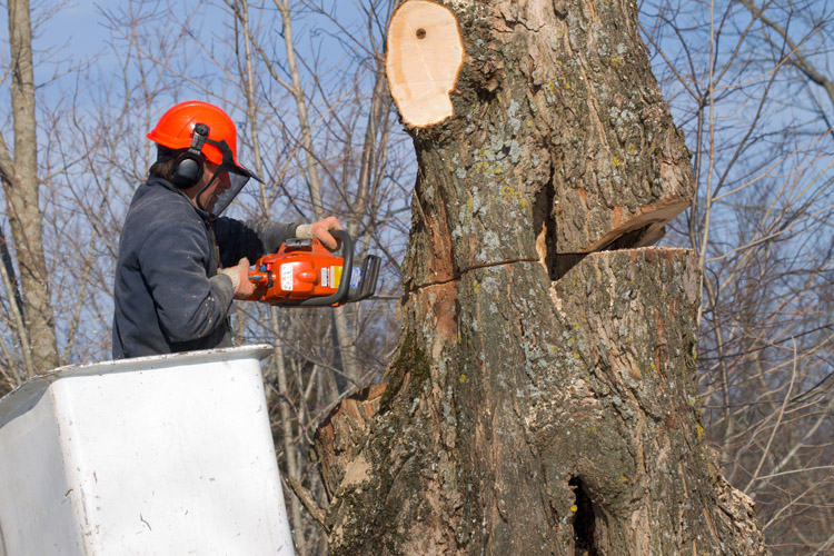 cutting trees