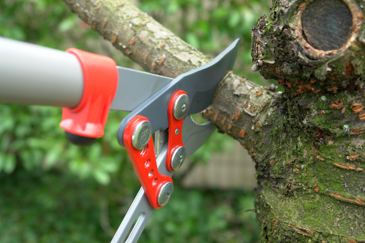 branch trimming