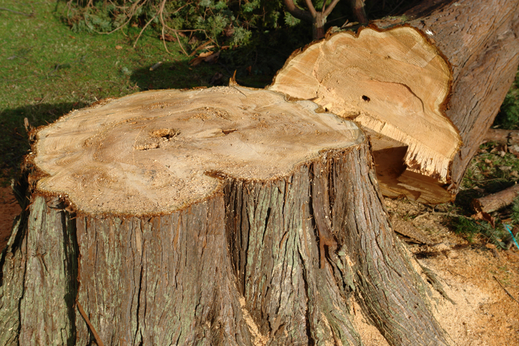  tree removal